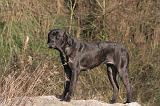 CANE CORSO 1390